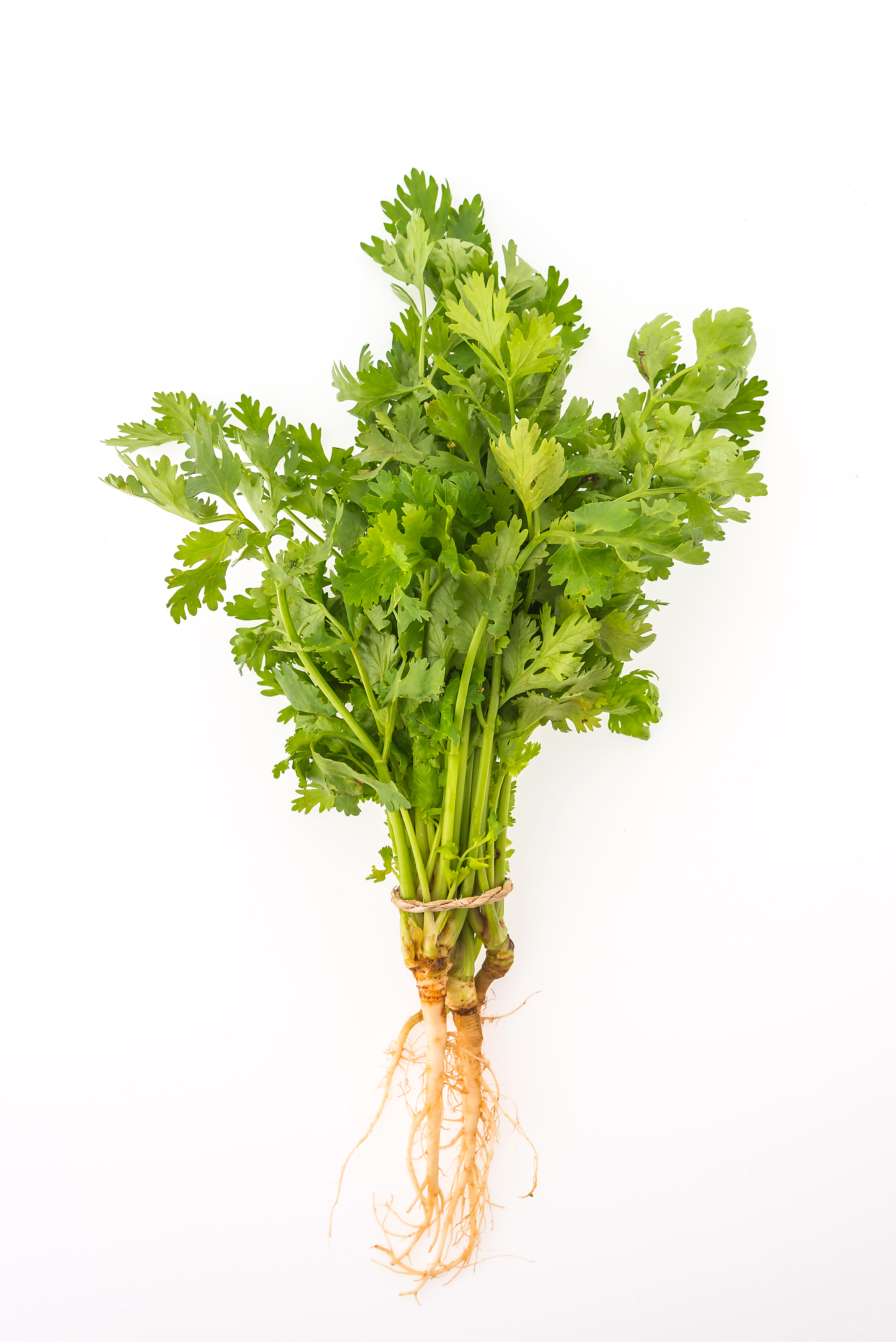 Coriander Leaves