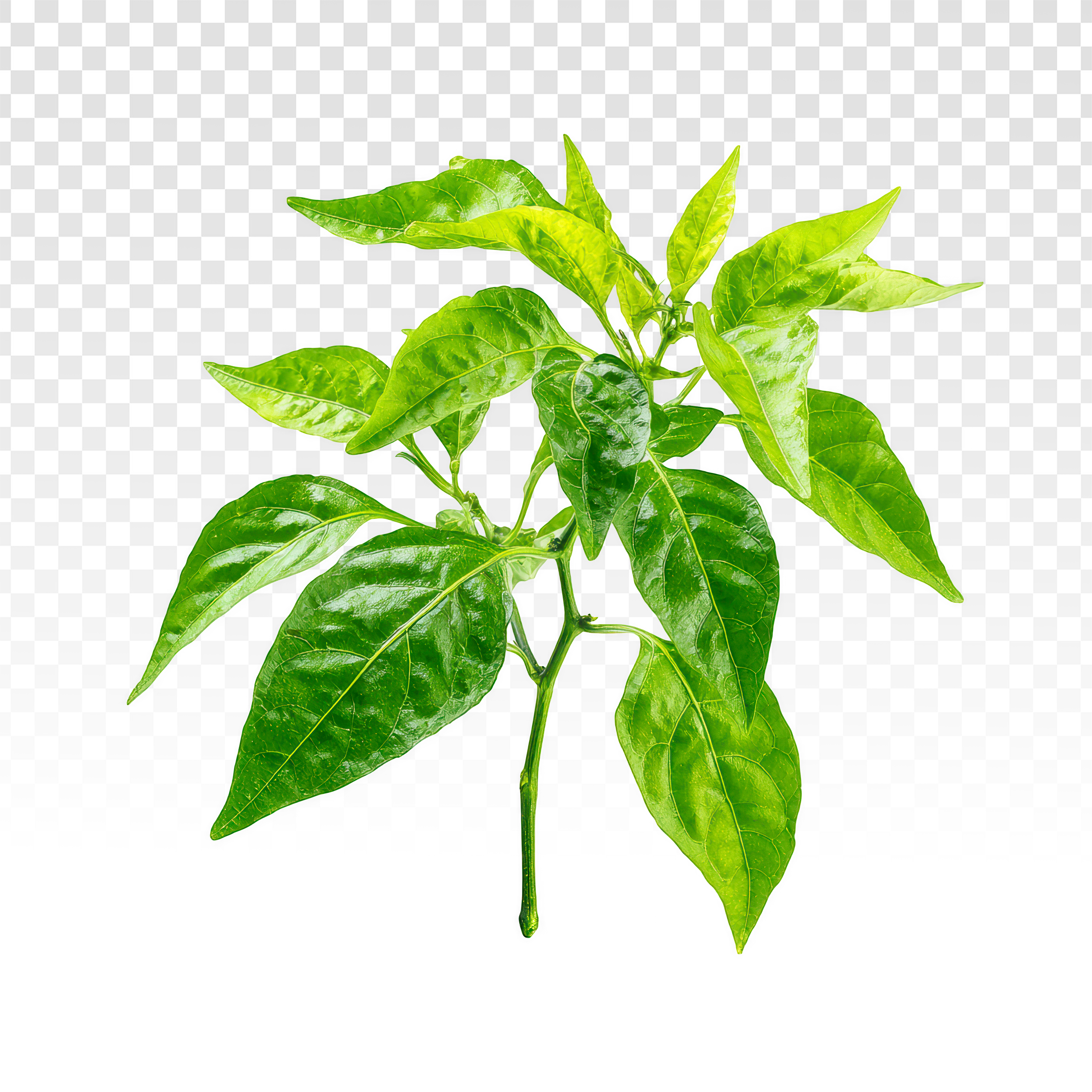 Curry Leaves